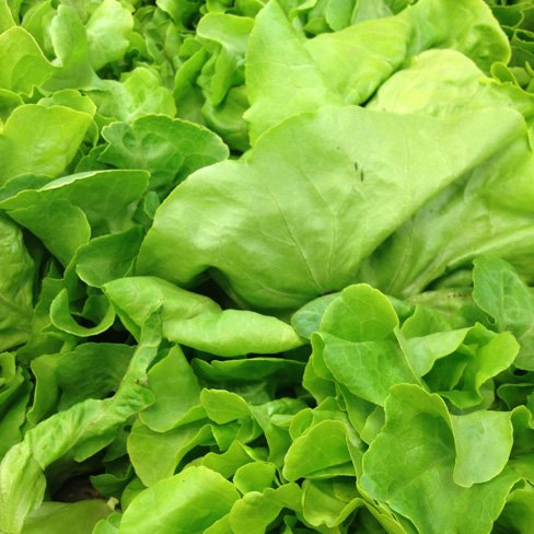 lettuce