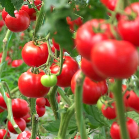 tomatoes