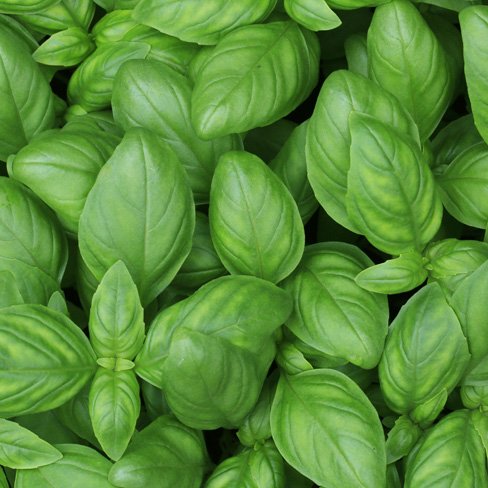 basil