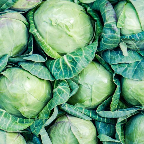Cabbage