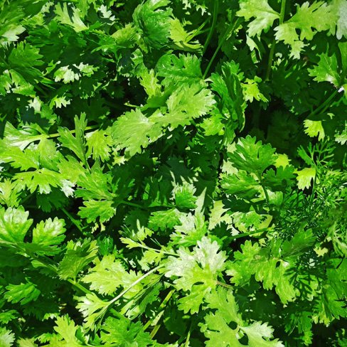 cilantro