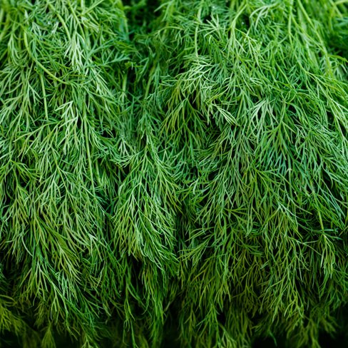 dill