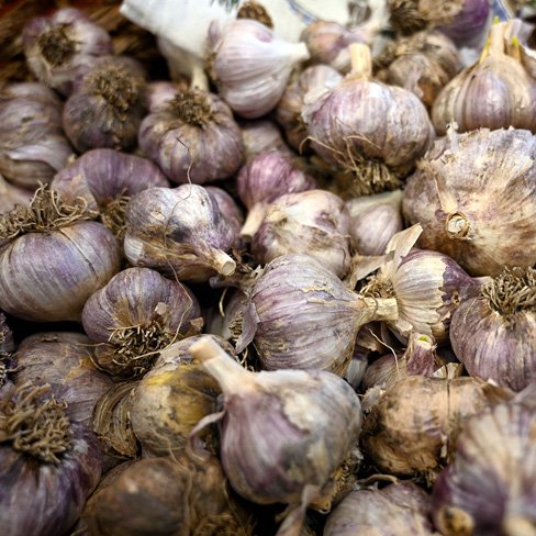 garlic