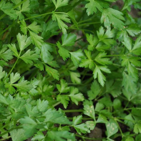 parsley