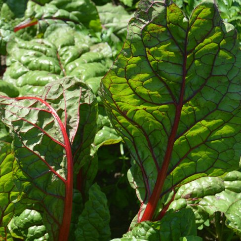 swiss chard