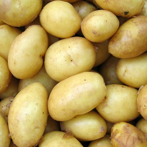 yukon gold potatoes